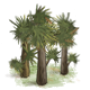 arbres9.png